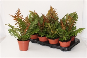 Блехнум гиббум (блехнум горбатый) "Brasiliense Volcano" 12/30 (Nieuwkoop Europe) 40959