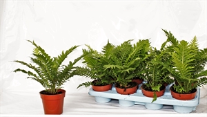 Блехнум гиббум (блехнум горбатый) "Silver Lady" 12/30 (Nieuwkoop Europe) 40960