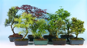 Бонсай микс 20/35 (Nieuwkoop Europe) 40963