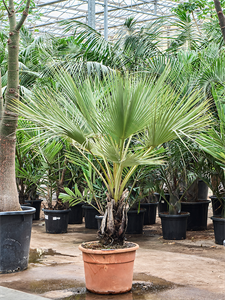 Брахея вооруженная (брахея армата) 50/180 (Nieuwkoop Europe) 40966