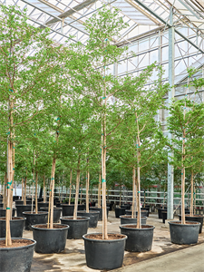 Терминалия (буцида буцерас) "Shady Lady" 85/475 (Nieuwkoop Europe) 40983