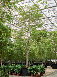 Терминалия (буцида буцерас) "Shady Lady" 140/625 (Nieuwkoop Europe) 40984