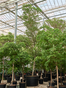 Терминалия (буцида буцерас) "Shady Lady" 120/650 (Nieuwkoop Europe) 40985