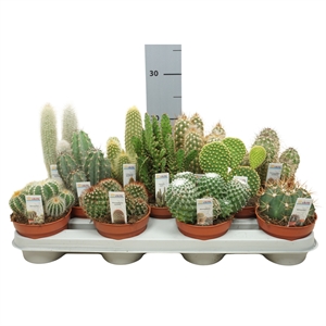 Кактус микс 10/15 (Nieuwkoop Europe) 41011