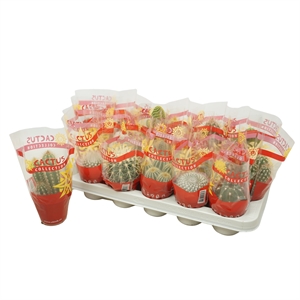 Кактус микс 8/12 (Nieuwkoop Europe), 41018 41018