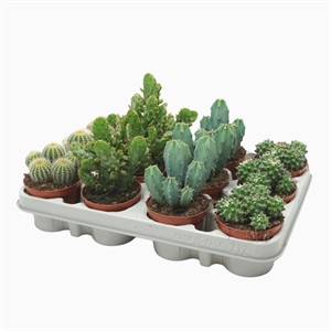 Кактус микс 8/12 (Nieuwkoop Europe), 41019 41019