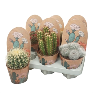 Кактус микс 12/15 (Nieuwkoop Europe), 41027 41027