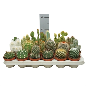 Кактус микс 8/12 (Nieuwkoop Europe) 41033