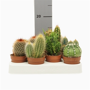 Кактус микс 7/15 (Nieuwkoop Europe), 41037 41037