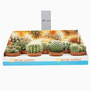 Кактус микс шар (Nieuwkoop Europe) 41051