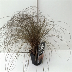 Осока власовидная "Bronze Form" 13/25 (Nieuwkoop Europe) 41114