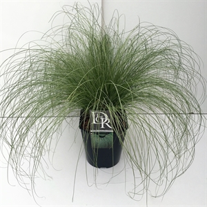 Осока власовидная "Frosted Curls" 23/40 (Nieuwkoop Europe) 41117