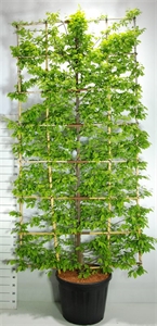 Граб обыкновенный (граб кавказский) 65/350 (Nieuwkoop Europe) 41136