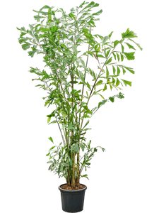 Кариота мягкая (Пальма Рыбий хвост) 43/300 (Nieuwkoop Europe) 41139