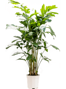 Кариота мягкая (Пальма Рыбий хвост) 24/140 (Nieuwkoop Europe) 41140