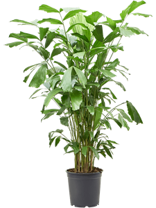 Кариота мягкая (Пальма Рыбий хвост) 27/130 (Nieuwkoop Europe) 41141