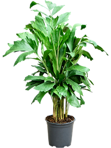 Кариота мягкая (Пальма Рыбий хвост) 19/85 (Nieuwkoop Europe) 41142