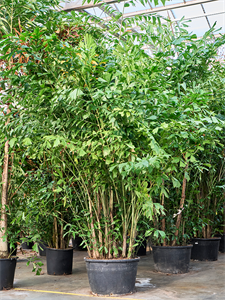 Кариота мягкая (Пальма Рыбий хвост) 85/650 (Nieuwkoop Europe) 41143