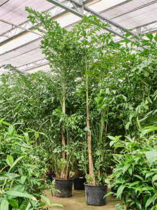 Кариота мягкая (Пальма Рыбий хвост) 44/350 (Nieuwkoop Europe) 41144