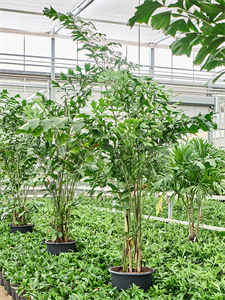 Кариота мягкая (Пальма Рыбий хвост) 50/300 (Nieuwkoop Europe) 41145