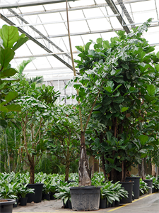 Кариота жгучая (винная пальма) 70/400 (Nieuwkoop Europe) 41146