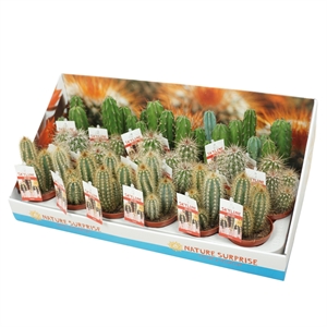 Цереус "Skyline" 8/18 (Nieuwkoop Europe) 41152