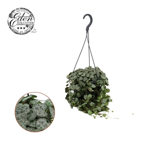 Церопегия Вуда D15  (Nieuwkoop Europe) 41153