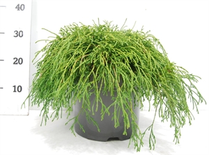 Кипарисовик горохоплодный "Filifera Nana" 26/35 (Nieuwkoop Europe) 41161