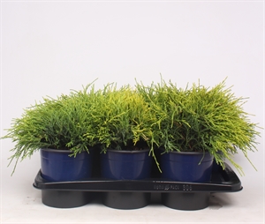 Кипарисовик горохоплодный "Sungold" 17/25 (Nieuwkoop Europe) 41166