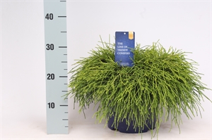 Кипарисовик горохоплодный "Sungold" 23/35 (Nieuwkoop Europe) 41167