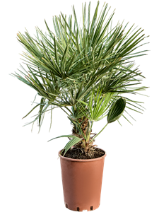 Хамеропс приземистый (хумилис) 20/65 (Nieuwkoop Europe) 41170