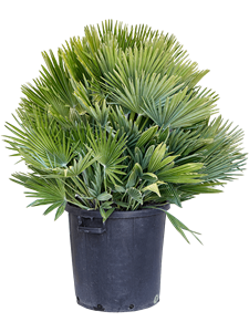 Хамеропс приземистый (хумилис) "Vulcano" 40/115 (Nieuwkoop Europe) 41172