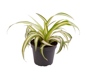 Хлорофитум хохлатый "Variegatum" 6/12 (Nieuwkoop Europe) 41178