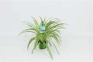 Хлорофитум хохлатый "Vittatum" 14/50 (Nieuwkoop Europe) 41180