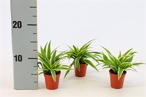 Хлорофитум "Ocean" 5/10 (Nieuwkoop Europe) 41182