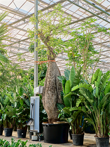 Сейба великолепная (хоризия великолепная) 140/760 (Nieuwkoop Europe) 41184