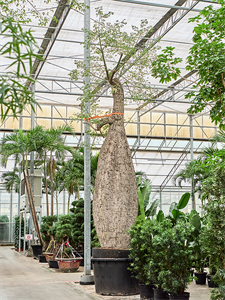 Сейба великолепная (хоризия великолепная) 140/765 (Nieuwkoop Europe) 41185