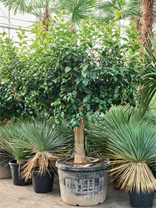 Лимонное дерево 75/240 (Nieuwkoop Europe) 41189