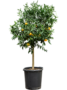 Мандариновое дерево "Mandarino" 38/160 (Nieuwkoop Europe) 41190