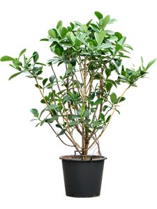 Клузия росеа (клузия розовая) 50/200 (Nieuwkoop Europe) 41256