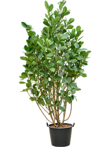 Клузия росеа (клузия розовая) 50/425 (Nieuwkoop Europe) 41257