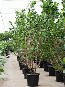 Клузия росеа (клузия розовая) "Green Magic" 50/275 (Nieuwkoop Europe) 41259