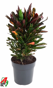 Кодиеум пестрый (кротон) "Mammi" 21/70 (Nieuwkoop Europe) 41267