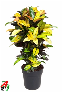 Кодиеум пестрый (кротон) "Mrs. Iceton" 24/90 (Nieuwkoop Europe) 41269