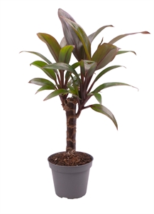 Кордилина кустарниковая (кордилина фрутикоза) "Purple Compacta" 6/22 (Nieuwkoop Europe) 41275