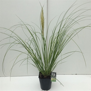 Кортадерия Селло (пампасная трава) "Mini Pampas" 23/70 (Nieuwkoop Europe) 41291