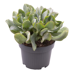 Толстянка древовидная (крассула арборесценс) "Curly" 9/15 (Nieuwkoop Europe) 41305