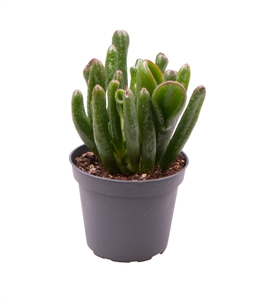 Толстянка (крассула, денежное дерево) "Coral" 6/12 (Nieuwkoop Europe) 41311