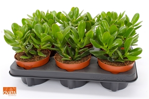 Толстянка (крассула, денежное дерево) "Magical Tree" 12/15 (Nieuwkoop Europe) 41312