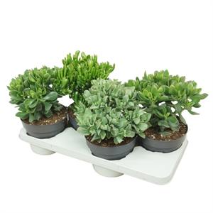 Толстянка (крассула, денежное дерево) микс 17/40 (Nieuwkoop Europe) 41317